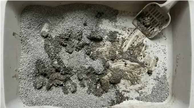 Vue de dessus d'un bac &agrave; liti&egrave;re en argile agglom&eacute;rante satur&eacute;, avec des amas d'urine visibles et une pelle